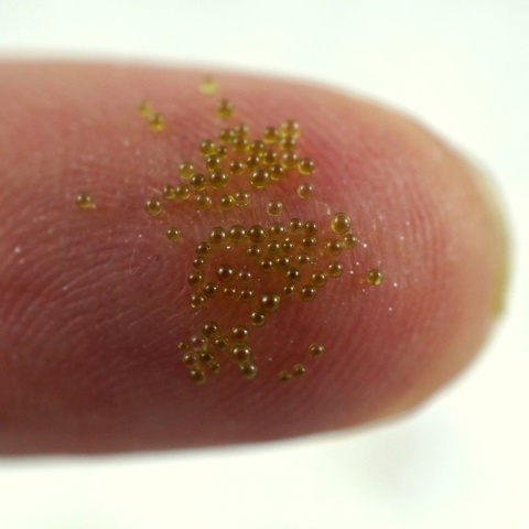 MIKROKULKI TRANSPARENTNE ZIELONE 5g