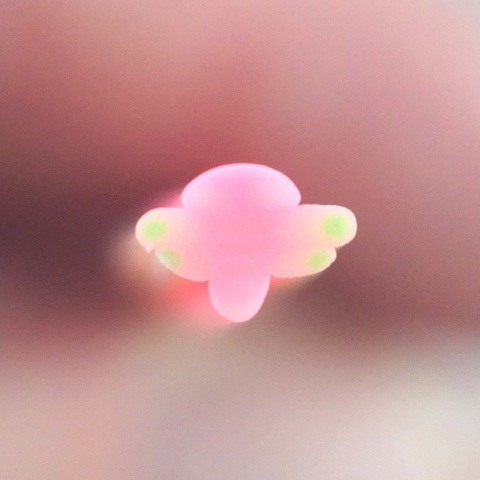 PAŁECZKA FIMO ROBAKI I OWADY