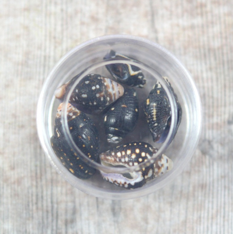 MINIATUROWE MUSZELKI CZARNE 6 szt.