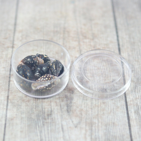 MINIATUROWE MUSZELKI CZARNE 6 szt.